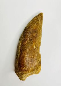 【8㎝超え】肉食恐竜　カルカロドントサウルス　歯　化石　モロッコ産