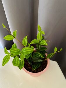 ペペロミア・フォレット 観葉植物