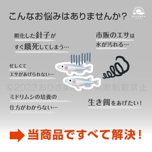 【ミドリムシ　種水　1200ml　送料無料】 めだか　メダカ　針子　エサ 稚魚 ベタ　psb　 金魚　ミジンコ　クロレラ　ゾウリムシ などに_画像5