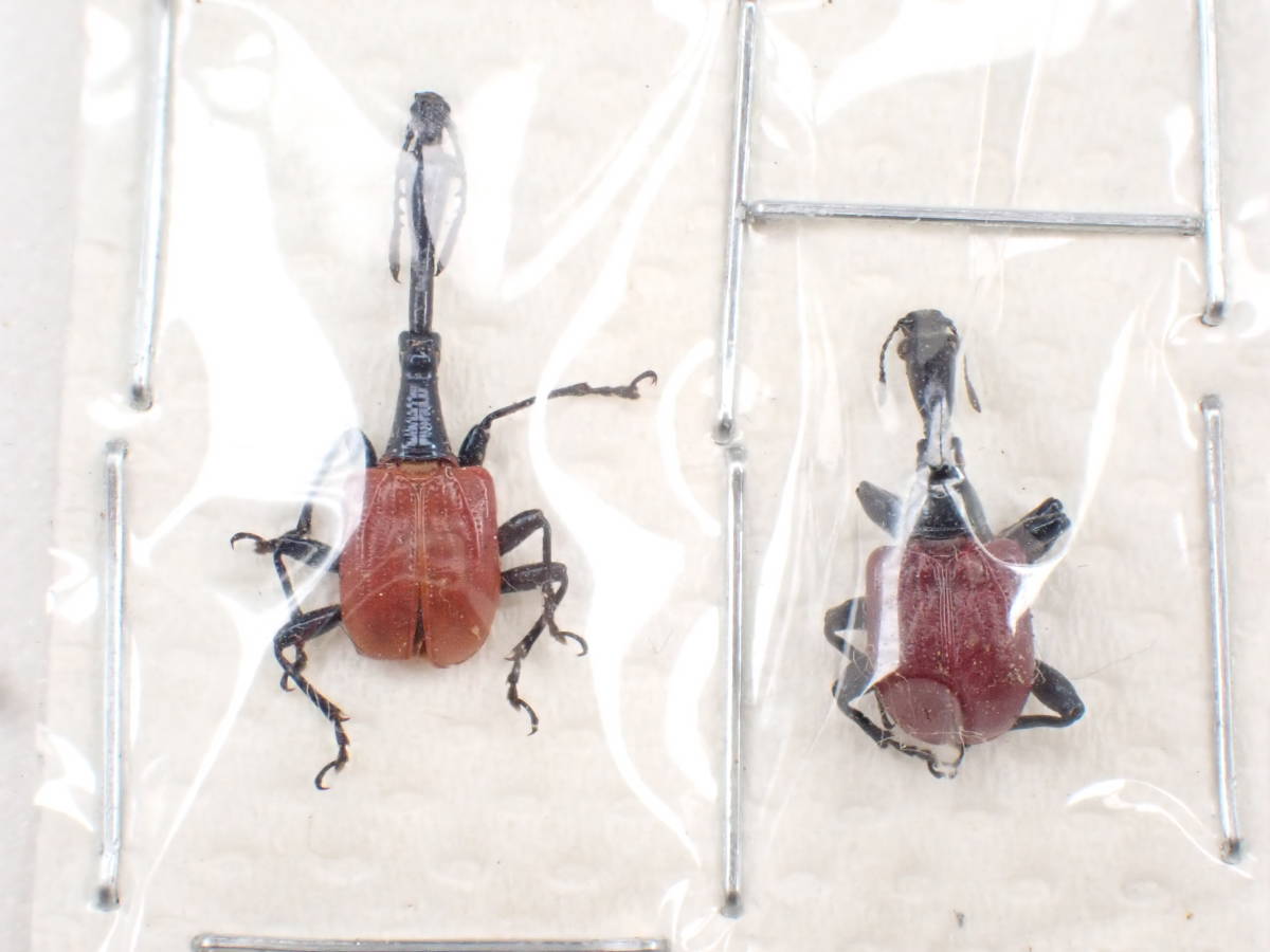 キリンクビナガオトシブミ 横向きマウント【立体展足標本】 www