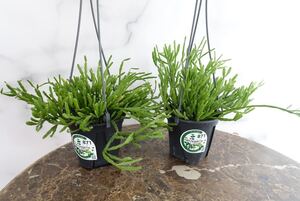 リプサリス エワルディアナ 観葉植物 サボテン 吊り下げ おしゃれ 多肉植物 ハンギング ディスキディア