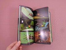 ★洋書 『 National Audubon Society Field Guide to North American Insects & Spiders 』 フィールドガイド 北アメリカ 昆虫 蜘蛛_画像3