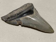 巨大サメの歯 メガロドン グレー 歯 化石 カルカロクレス メガロドン 太古 サメ 大型 希少 産地不明_画像6