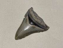 巨大サメの歯 メガロドン グレー 歯 化石 カルカロクレス メガロドン 太古 サメ 大型 希少 産地不明_画像3