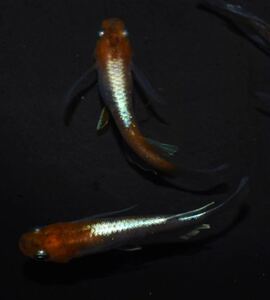 【NEXTメダカ】極上　菊銀紅玉リアルロングフィン　若魚1ペア＋保証雌1匹　　種親候補