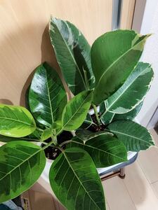 レア フィカスアサヒゴム フィカス アルテシマ セット 希少 観葉植物 斑入り
