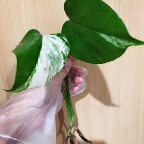 斑入りモンステラ 人気観葉植物
