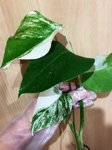 斑入りモンステラ 人気観葉植物
