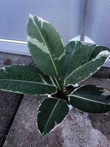 レア フィカス アサヒゴム 希少 観葉植物 斑入り