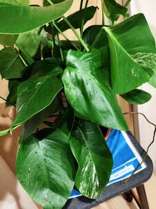 斑入り モンステラ 人気 観葉植物