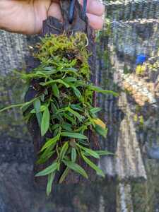 山野草 ラン科植物 着生ラン、「カヤラン」 １個