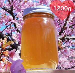 採れたて！　2年熟成 生はちみつ 1.2kg 日本蜜蜂蜂蜜 岐阜県産 非加熱