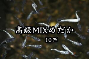 高級MIXミックス めだか メダカ 10匹 → 改良 ラメ めだか メダカ アクアリウム ビオトープ 水槽 熱帯魚 金魚 ベタ 錦鯉'