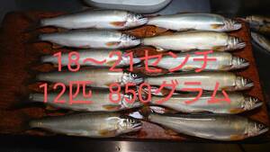 遡上量日本一のブランド鮎 12匹 580グラム栃木県那珂川産 天然鮎 アユ あゆ　