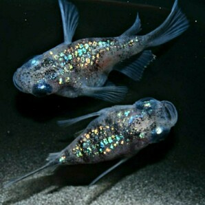 白ブチ サファイア ダルマ 卵 25個+α 白斑 めだか