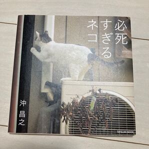 必死すぎるネコ (タツミムック) 沖昌之/著