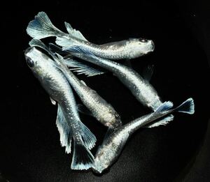 【ハチマル】”エメキン”　若魚　雄3雌2 　11J 『マリアージュキッシングワイドフィンエメラルドフィンタイプ　』