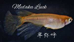 極上　卑弥呼めだか【Medaka Luck】本家血統　稚魚10匹　ヒレ長　両頬　ブドウ目アルビノ　即決で＋5匹とブロンズ5匹プレゼント　メダカ