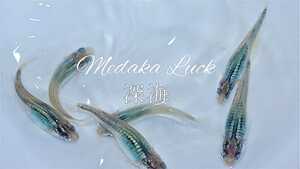 鮮やか【Medaka Luck】深海メダカ稚魚10匹 サービスで即決ならさらに＋10匹と紅ほっぺ5匹　合計25匹　めだか