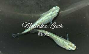 緑光めだか【Medaka　Luck】大きめ稚魚〜幼魚サイズ10匹 即決でさらに10匹プレゼント合計20匹　ご希望の方にはお得なおまけあり　メダカ