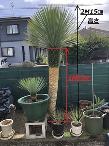  Minamikyushu Miyazaki production 2M 55cm seeds from 20 year thing. yucca Lost la-ta