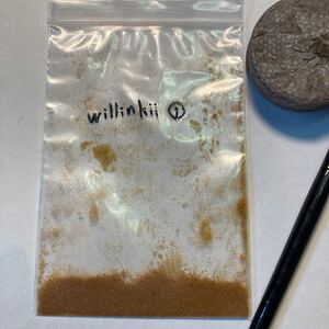 ビカクシダ コウモリランwillinkii胞子培養セット