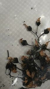 食虫植物 球根ドロセラ イシモチソウの種子