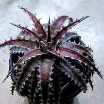 レア　ディッキア　Dyckia Z’GOK ×　Little Wing　　整理D24-3_画像2