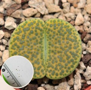 多肉植物　Lithops リトープス　C363 黄微紋玉 fulviceps - v Aurea　種子10粒