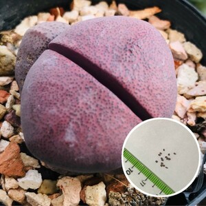 多肉植物　メセン　紫帝玉　PLEIOSPILOS nelii - v rubra　種子10粒