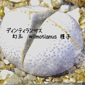 多肉植物　メセン 種子10粒　デ ィンテランサス 幻玉 Dinteranthus willmotianus 　種子のまき方の 説明書付き