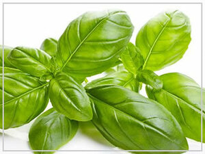 [ organic * kind ] sweet basil 1.5 gram pesticide un- use basil * postage 73 jpy ~