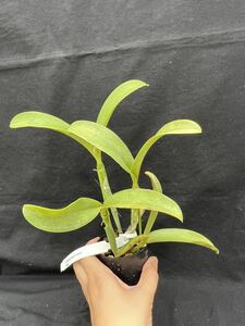 洋蘭原種　Cattleya violacea coerulea ‘nativa’