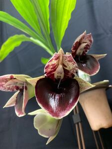 洋蘭交配種 Catasetum(pileatum Imperiale x Orchidglade Polka Dots)