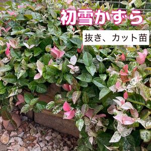 初雪かずら ハツユキカズラ 初雪カズラ 切り苗 抜き苗 匿名 植物 楽