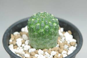 1円～　ユーフォルビア　ギムノカリキオイデス　Euphorbia gymnocalycioides　自根