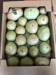四国　愛媛県　久万高原産 標高約700m農家直送美味しいハウストマト(ヒナタ)一箱約4kg Ｂ級品　朝取り収穫　　　　　　当日発送します