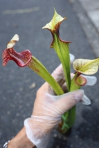 【食虫植物】　けっこうレアもの！　Sarracenia x `Adrian Slack’　, MK H113_画像2