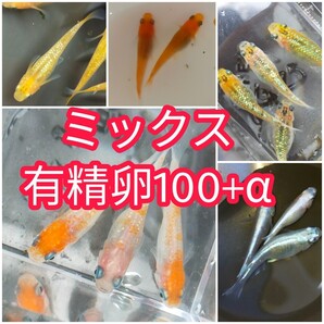 メダカ 卵ミックス 有精卵100+α ★個別飼育★MIXメダカではありません★