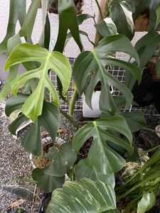 ホンモノのsierrana ◎Monstera deliciosa var. sierrana◎モンステラ◎フィロデンドロン◎アンスリウム