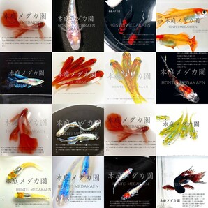 ◆本庭メダカ園◆卵20+α個 「多種卵詰め合わせ」めだかの卵 雲州バタフライ卑弥呼サタンヒカリ体型黄金緑光深海夜桜女雛体外光楊貴妃