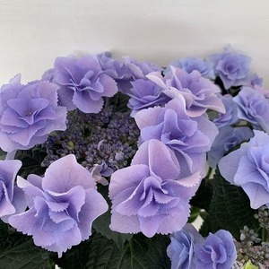 ●アジサイ●【花終わり】　フェアリーアイ　あじさい　紫陽花　5号鉢　鉢植えアジサイ
