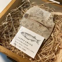 【本物】【木箱付き】リコプテラ シネンシス　魚化石_画像2