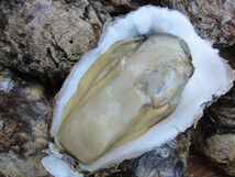 25)生食用「岩牡蠣 LL-天然物」特大サイズ、活きたままお届けします!!_画像8