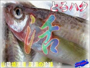 鳥取県名産の魚神 「とろはた大1kg」超特大、深海の珍味!!