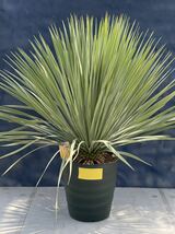 国内栽培　厳選　ユッカ ロストラータ　Yucca rostrata No.1 黄色印_画像1