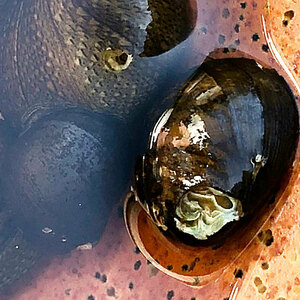 石巻貝　イシマキガイ　5個　淡水　コケ取り　淡水貝　川魚