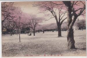 手彩色絵葉書　東京　上野公園の桜④