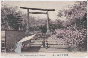 手彩色絵葉書　横浜　野毛山の桜②