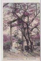 手彩色絵葉書　横浜　野毛山の桜③　鳥居_画像1